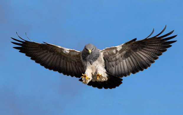 Águila real de montaña