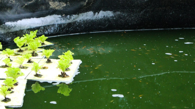 Los alevines (peces pequeños) pueden ser entre mil a 5 mil. Solo crecen los más fuertes.