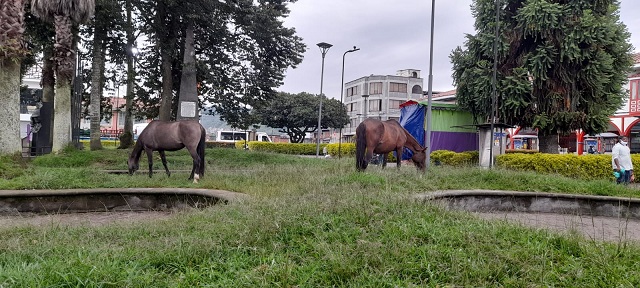 ¿Novedoso modelo de poda?