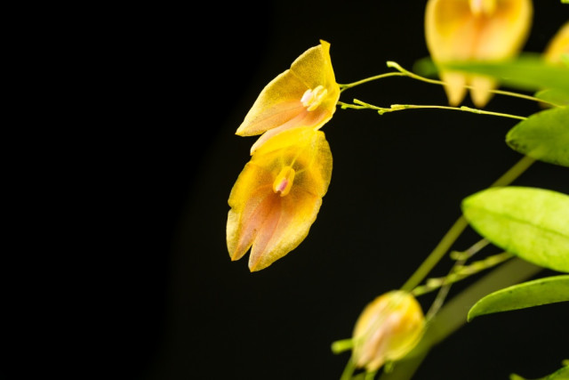 Orquídea amarilla