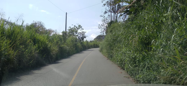 Foto | Cortesía | LA PATRIA  La maleza sobresale de los costados invadiendo la carretera.