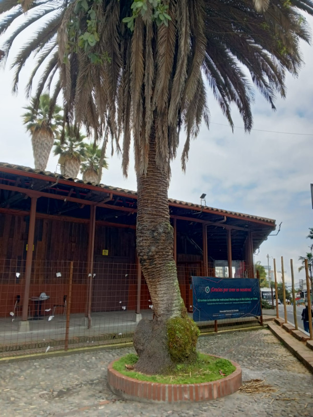 Foto | Cortesía Universidad Nacional | LA PATRIA La palma presentaba cicatrices por las fuertes lluvias lo que hacía que se inclinara al lado más cercano del edificio de la facultad. 