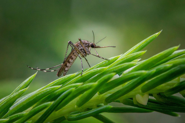 Aedes aegypti