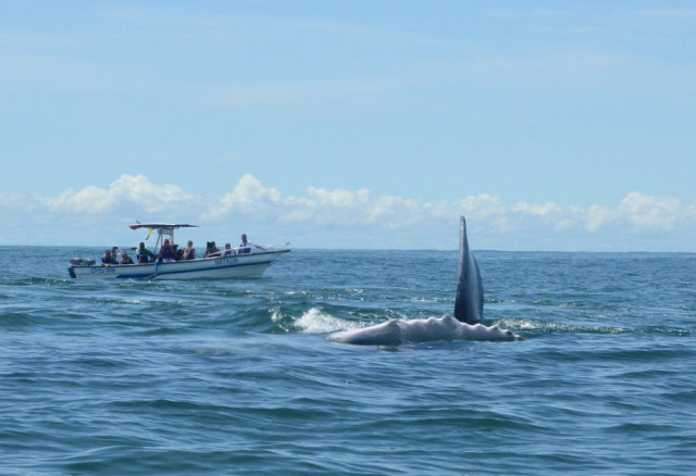 avistamiento de ballenas