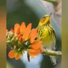 Esta reinita atigrada (Setophaga tigrina) en La Enea Manizales