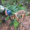 Gracias a la orientación del canino Ulises, las Fuerzas Especiales encontraron un refugio improvisado y elementos que darían indicios del rastro de los menores desparecidos tras el accidente de la aeronave Cessna 206.