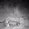 Puma en la vereda Montaño 