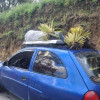 Así llevaba los frailejones en el techo del carro. 