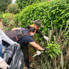 Autoridades locales y policiales de Chinchiná y Arauca (Palestina) avanzan con la campaña contra el caracol africano. Piden no manipularlo sin guantes.