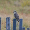 búho campestre (Asio flammeus) cerca de la cabaña de Potosí (Villamaría), acceso a (PNN) Los Nevados. 