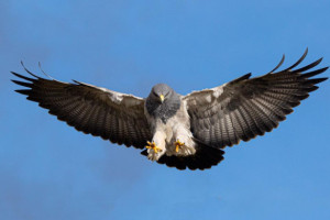 Águila real de montaña