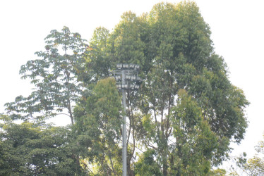 Las ramas de los árboles tapabas las luminarias.