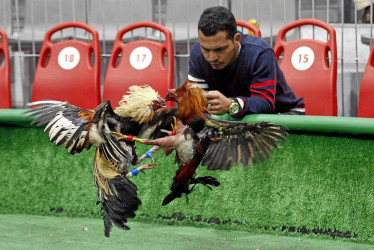 Foto | EFE | LA PATRIA  El gremio gallero defiende su tradición y cultura.