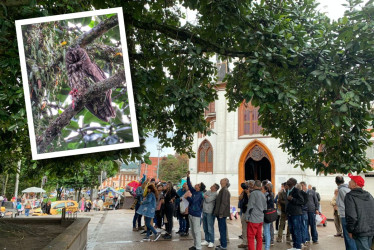 Encantados con búho orejudo en el Parque Caldas