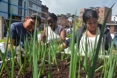 11 mujeres conforman la Asociación de Vendedores Informales de la Plazoleta Alfonso López. Ellas cultivan una huerta urbana en el antiguo terminal de Manizales.