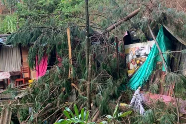 Así quedó la casa después de que le cayera un árbol encima. 