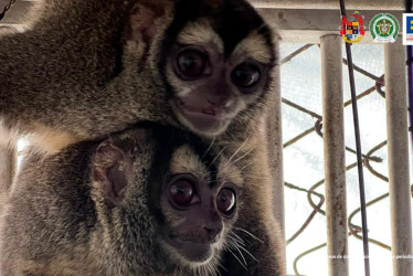 Los animales eran trasladados desde La Mojana sucreña hasta un laboratorio en la vía Cali (Valle) - Puerto Tejada (Cauca).