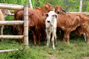 Estos son los animales recuperados por la Policía Metropolitana de Manizales y Villamaría. 