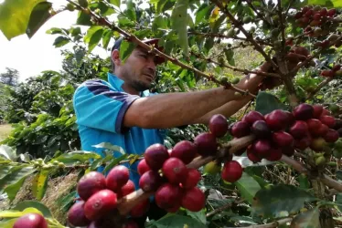 Recolección de café