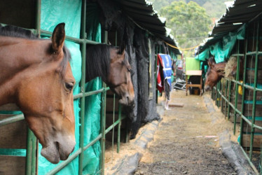 Esta semana comenzaron a llegar a Expoferias los caballos que participarán durante este fin de semana en las diferentes competencias. 