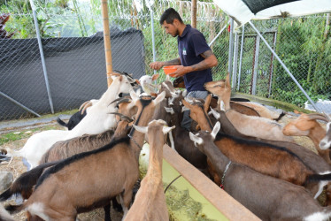 Samanta, Maritza, Tania, Pati, Manchita y Orejas hacen parte de las 30 cabras del Aprisco El Manantial, ubicado en la vereda Alto del Naranjo de Manizales. Andrés Carvajal, su propietario, inició con este emprendimiento para mejorar la salud de su hija. En la imagen, Santiago Loaiza, encargado del ordeño.