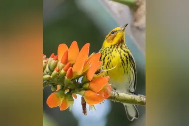 Esta reinita atigrada (Setophaga tigrina) en La Enea Manizales