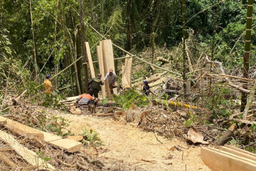 El sujeto taló la madera en una zona protegida en La Merced.