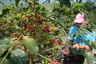 cosecha cafetera