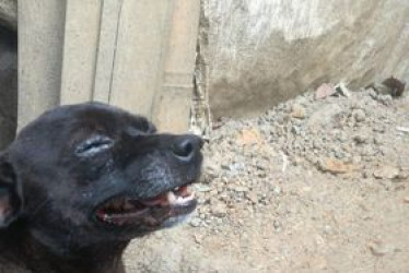 Pirulo tenía tres años y habría muerto por el golpe que recibió al lanzarlo a la quebrada.