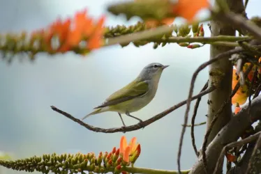 Un pequeño borde de bosque a un lado del patinódromo de La Enea (Manizales) sirve de hábitat para aves locales y migratorias como esta reinita verderona (Leiothlypis peregrina).