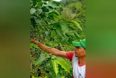 Varios cafeteros mantienen la esperanza de un mejor resultado para fin de año, ya que la traviesa fue muy regular.