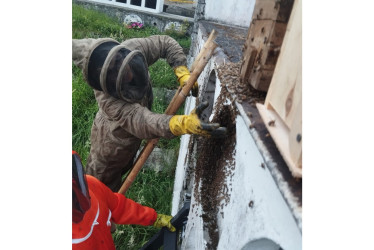 Francy Charley Melo, experta en el rescate de abejas e instructora del Sena, brindó capacitación a los bomberos voluntarios, a personal de la Defensa Civil y al sepulturero con el objetivo de controlar los enjambres de abejas obreras, manejar a la reina y junto con los zánganos llevar a estos insectos a un lugar seguro.