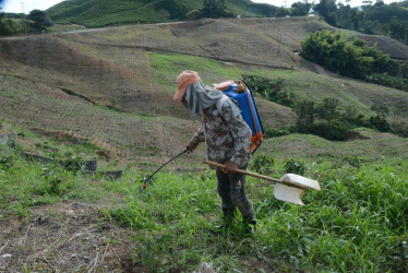 Aunque Colombia produce el café más suave del mundo, esa alta demanda internacional conlleva a que se exporte casi en su totalidad. Sin embargo, marcas como Juan Valdez y Buencafé Liofilizado garantizan una bebida con sabor nacional.