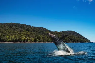 Isla Gorgona