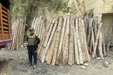 Los campesinos talaron dos especies de árboles sin autorización, entre esas, guaduas.