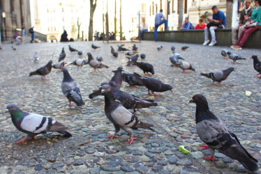 Daños causados en fachadas del Centro Histórico, en techos, en colegios, en la Catedral y la presencia en gran cantidad en los parques muestran el poco control de las palomas, aves invasoras, en Manizales. La Secretaría de Medio Ambiente da algunas recomendaciones para evitar su aumento.