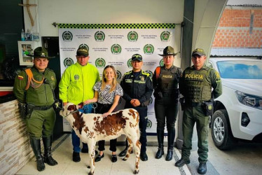 Llamativa recuperación presentaron las autoridades en Villamaría (Caldas), luego de que regresó a su dueño un ternero que habían hurtado en la vereda Gallinazo.