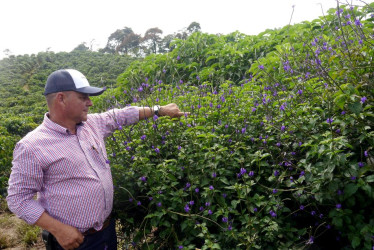 La Operación Polinizadores busca mejorar la calidad y rentabilidad de las cosechas, a través de la siembra de corredores biológicos. En la foto Juan José Castaño, caficultor de la finca El Plan. Observa una de barrera viva, la verbena morada.