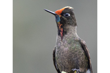 Picoespina arcoíris (Chalcostigma herrani).