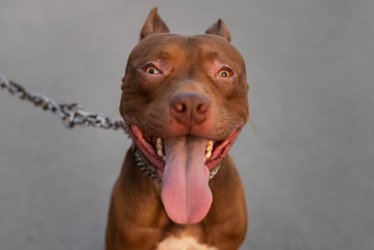 Foto gratuita retrato de perro pitbull