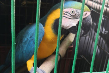 Una guacamaya rescatada. 