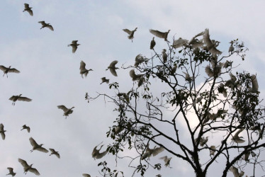 La garza ganadera (Bubulcus ibis) es una especie invasora que proviene de África.