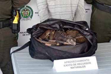 Las iguanas incautadas quedaron en manos de expertos de Corpocaldas.