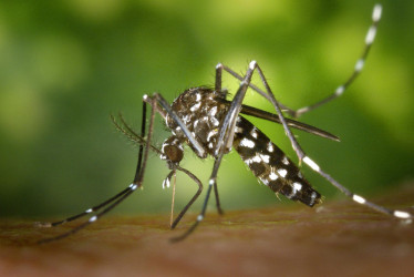 Dengue