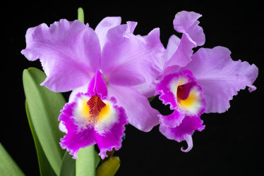 Orquídea morada