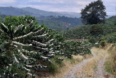 floraciones de café