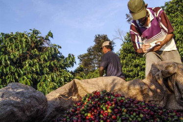 La Cumparsita Coffee Farm exporta a Europa, Asia y Estados Unidos.