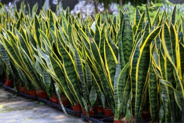 Plantas de lengua de suegra una al lado de la otra en materas.