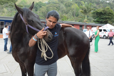 Elongación (estiramiento) de los músculos del cuello del caballo.