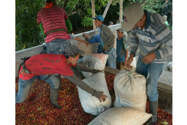 Producción de café